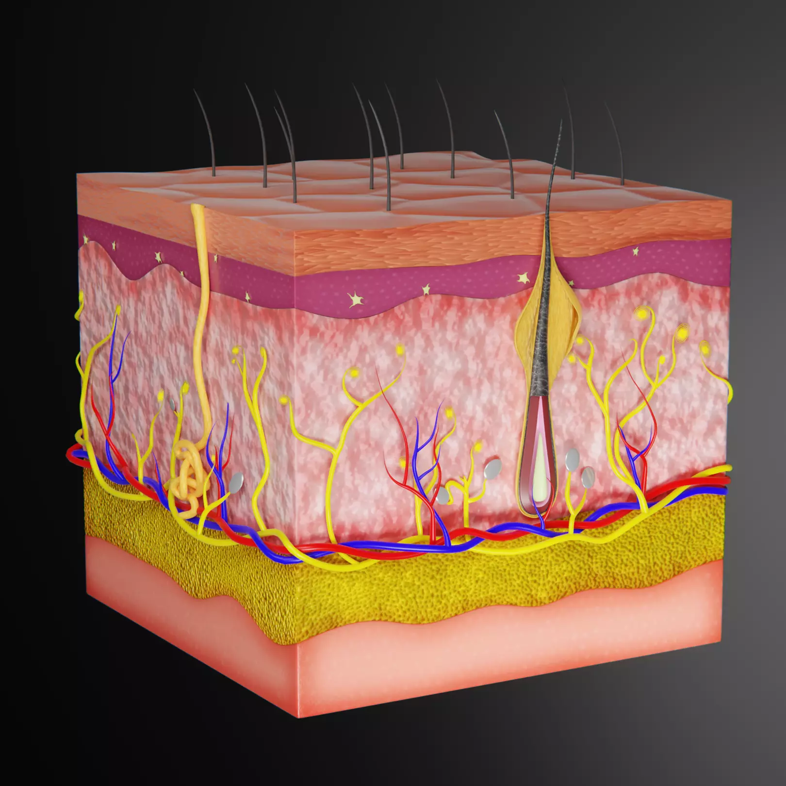 Skin Parts Anatomy 3D model_0