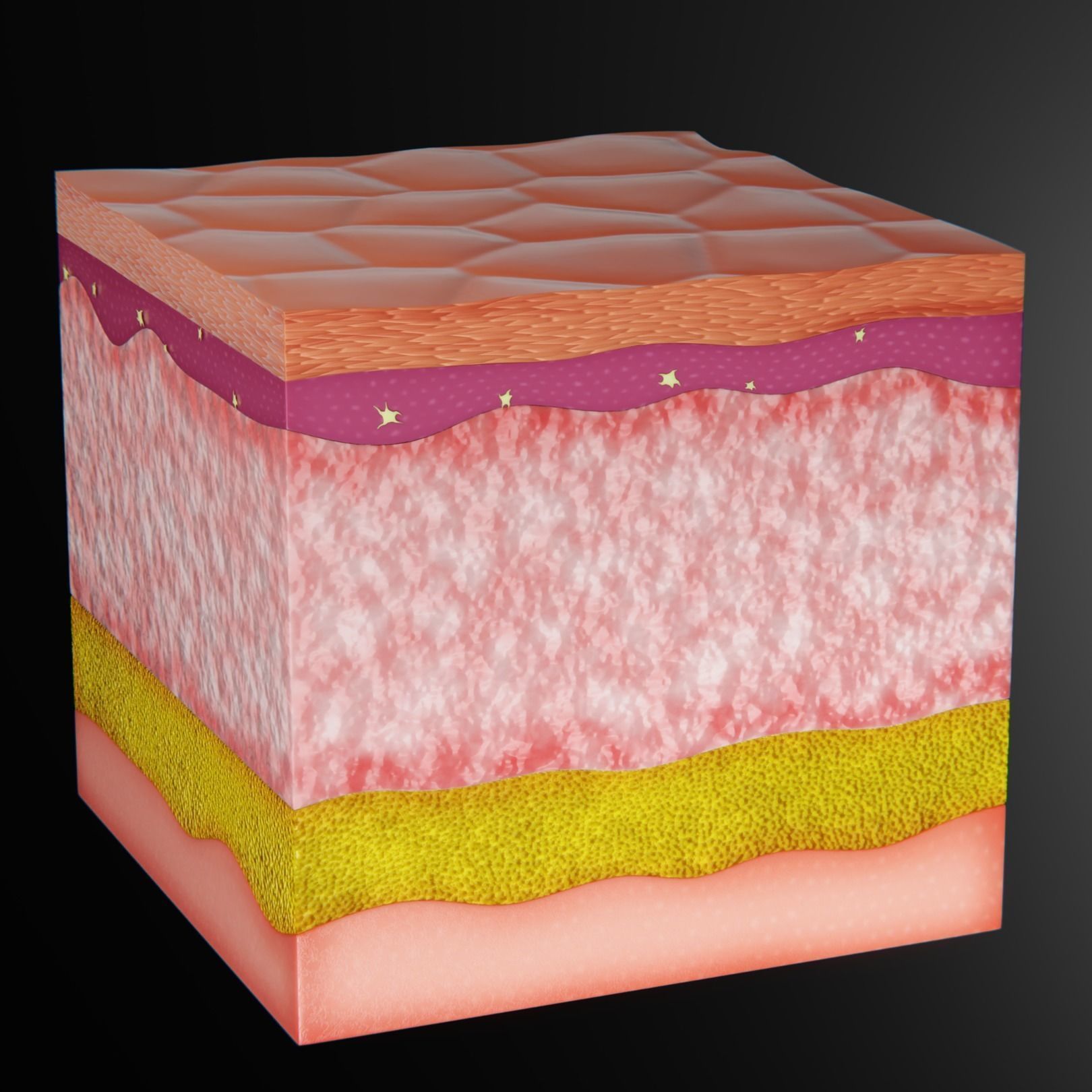 Skin Parts Anatomy 3D model_4