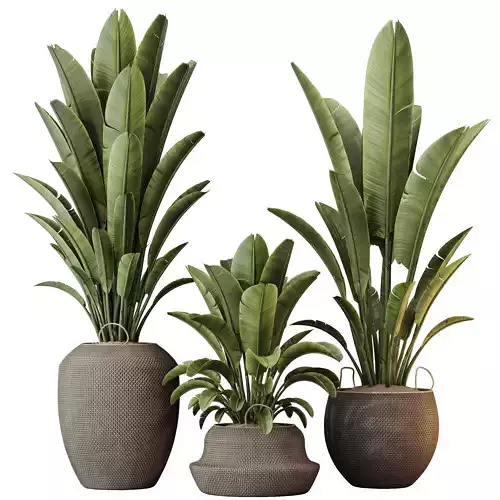 Plants Ravenala Banana Strelitzia Nicolai Bird Of Paradise Set10 3D model