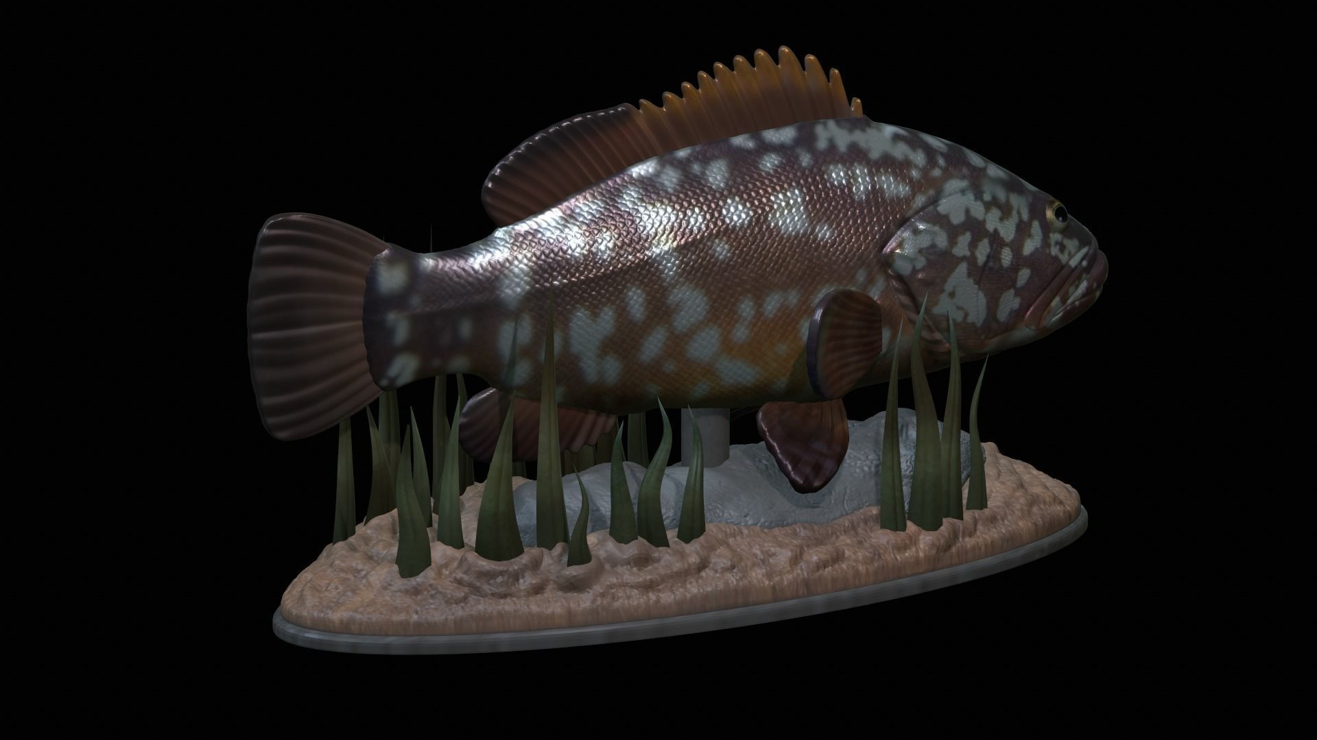 fish dusky grouper statue underwater detailed texture 3D print model_46