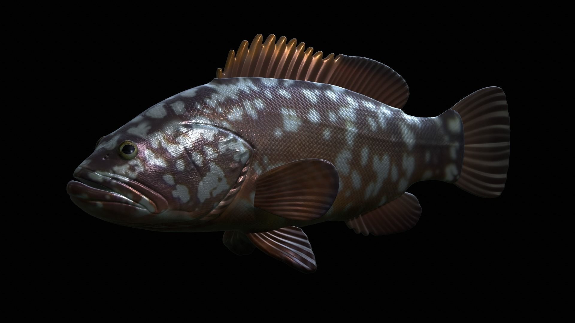 fish dusky grouper statue underwater detailed texture 3D print model_3