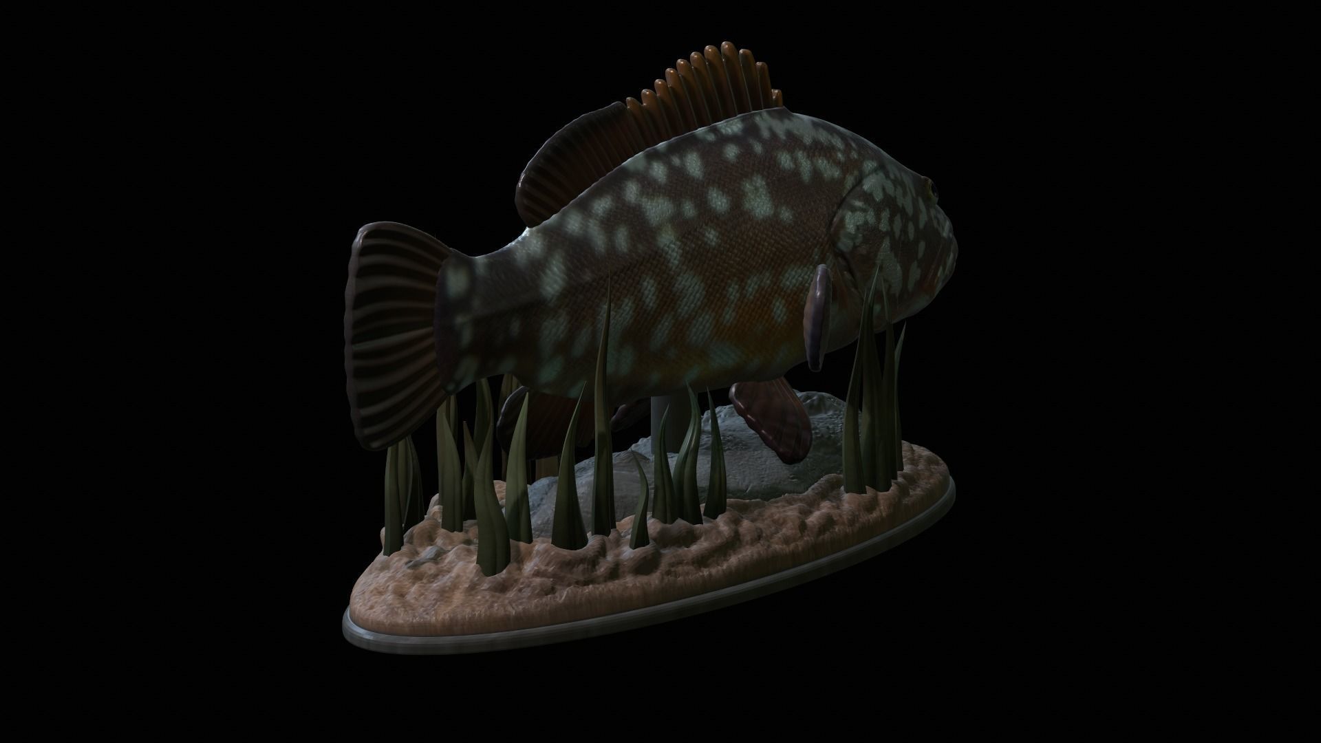 fish dusky grouper statue underwater detailed texture 3D print model_10