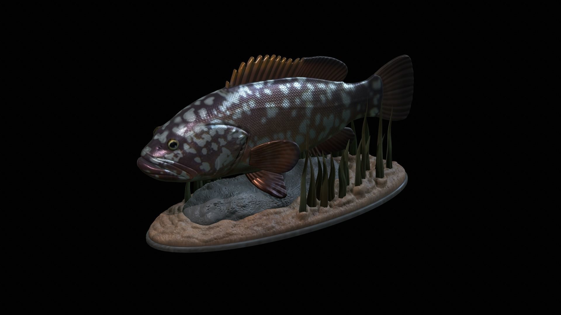 fish dusky grouper statue underwater detailed texture 3D print model_16