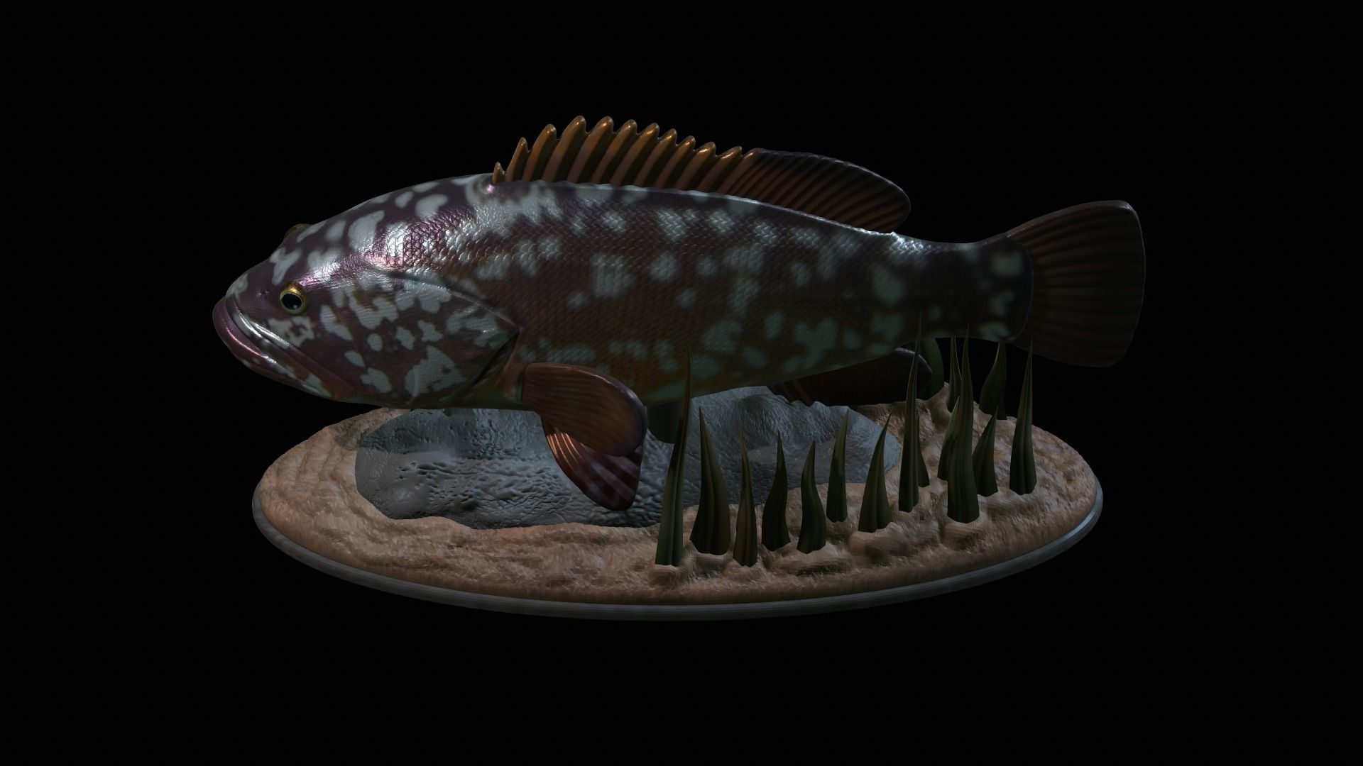 fish dusky grouper statue underwater detailed texture 3D print model_17