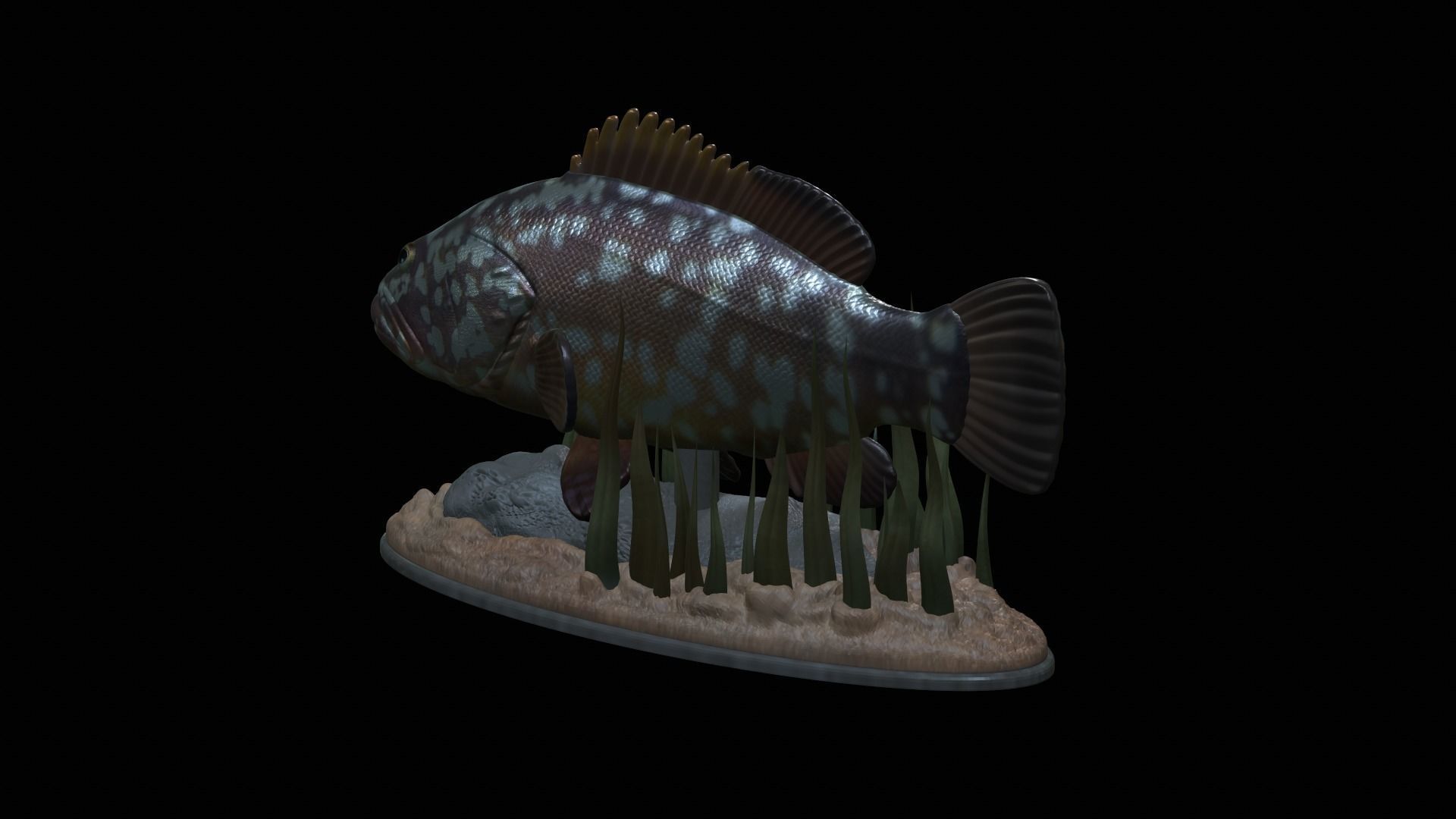 fish dusky grouper statue underwater detailed texture 3D print model_30