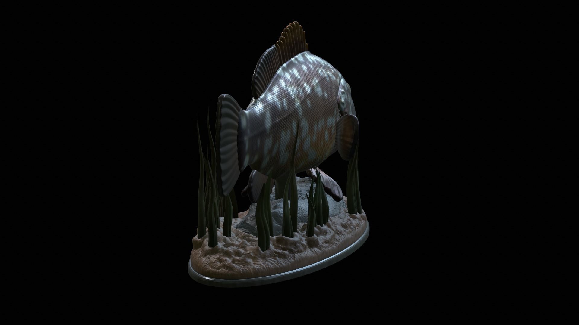 fish dusky grouper statue underwater detailed texture 3D print model_15