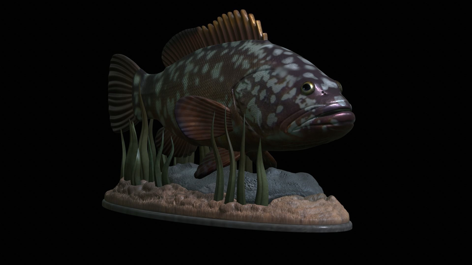 fish dusky grouper statue underwater detailed texture 3D print model_33