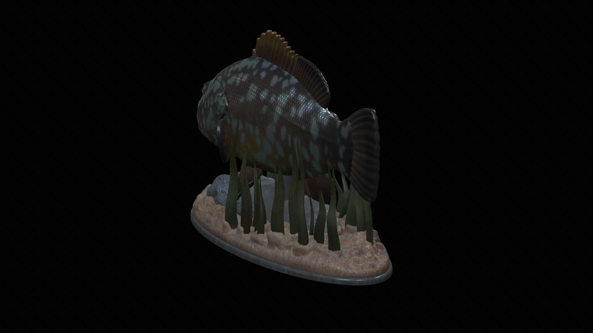fish dusky grouper statue underwater detailed texture 3D print model_23