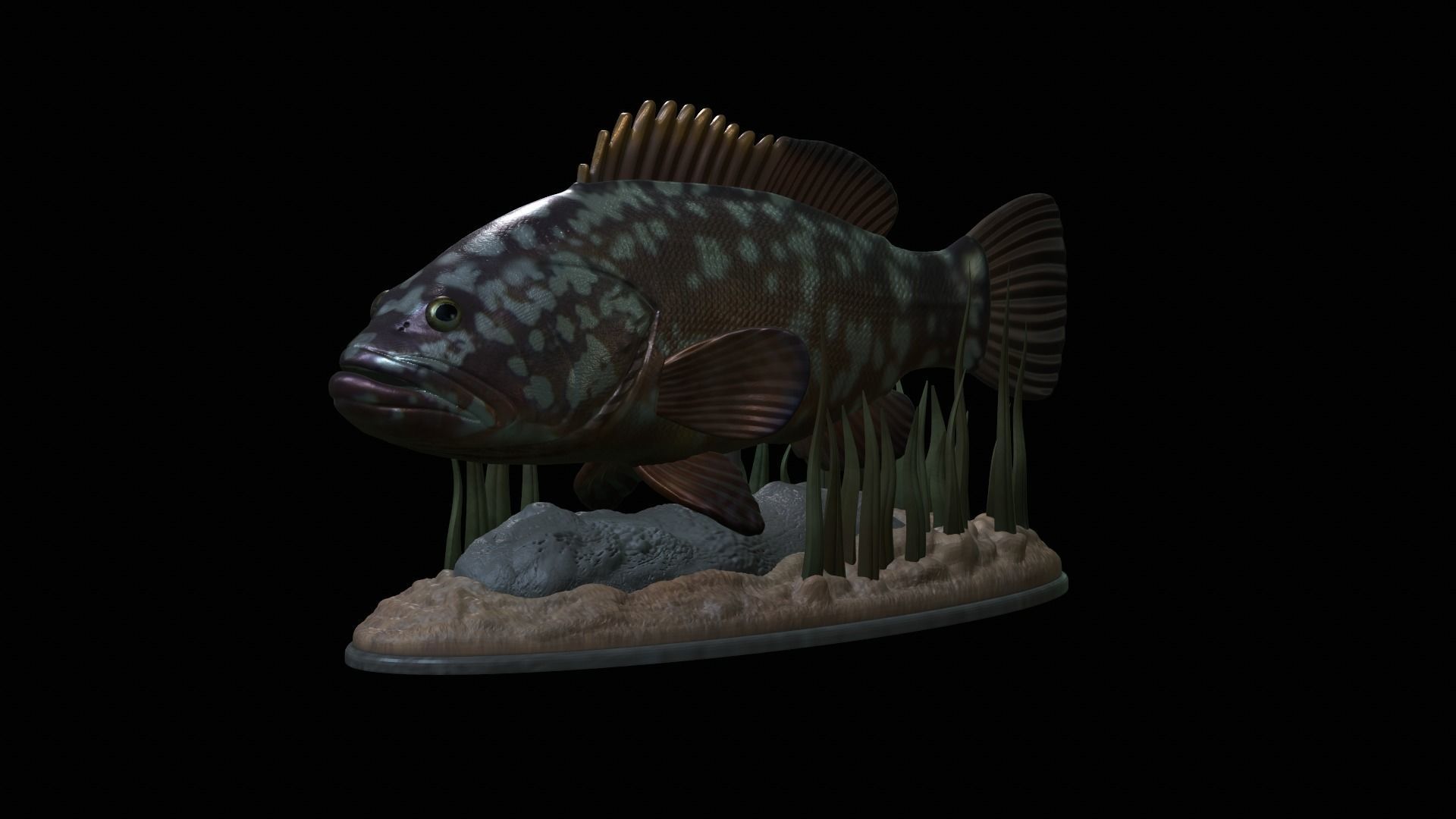 fish dusky grouper statue underwater detailed texture 3D print model_22