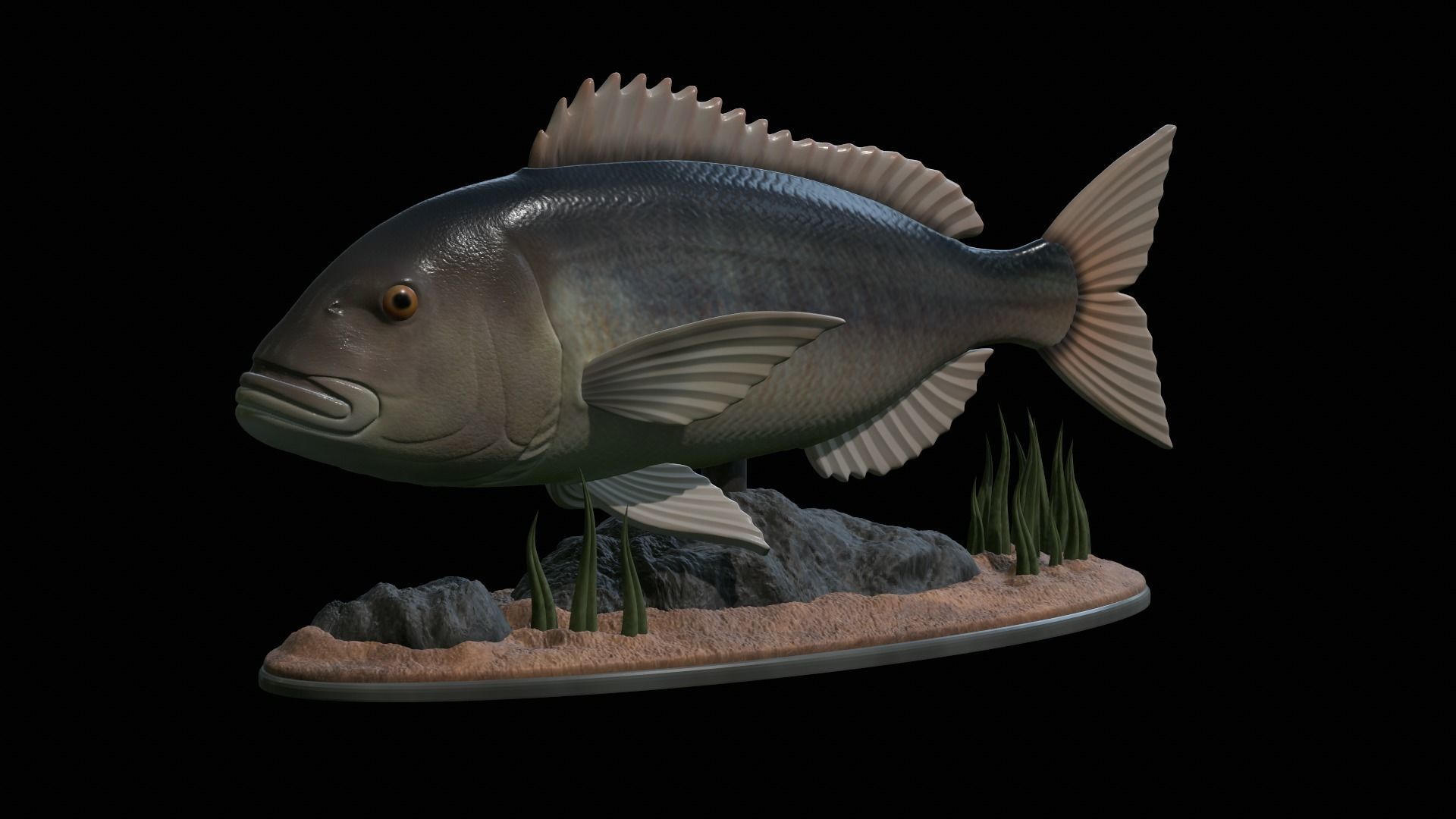 fish Common dentex underwater detailed texture 3D print model_52