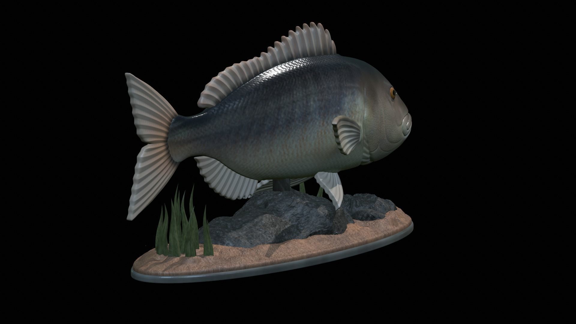fish Common dentex underwater detailed texture 3D print model_17
