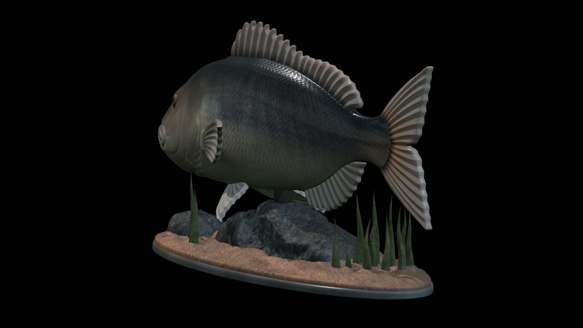 fish Common dentex underwater detailed texture 3D print model_7