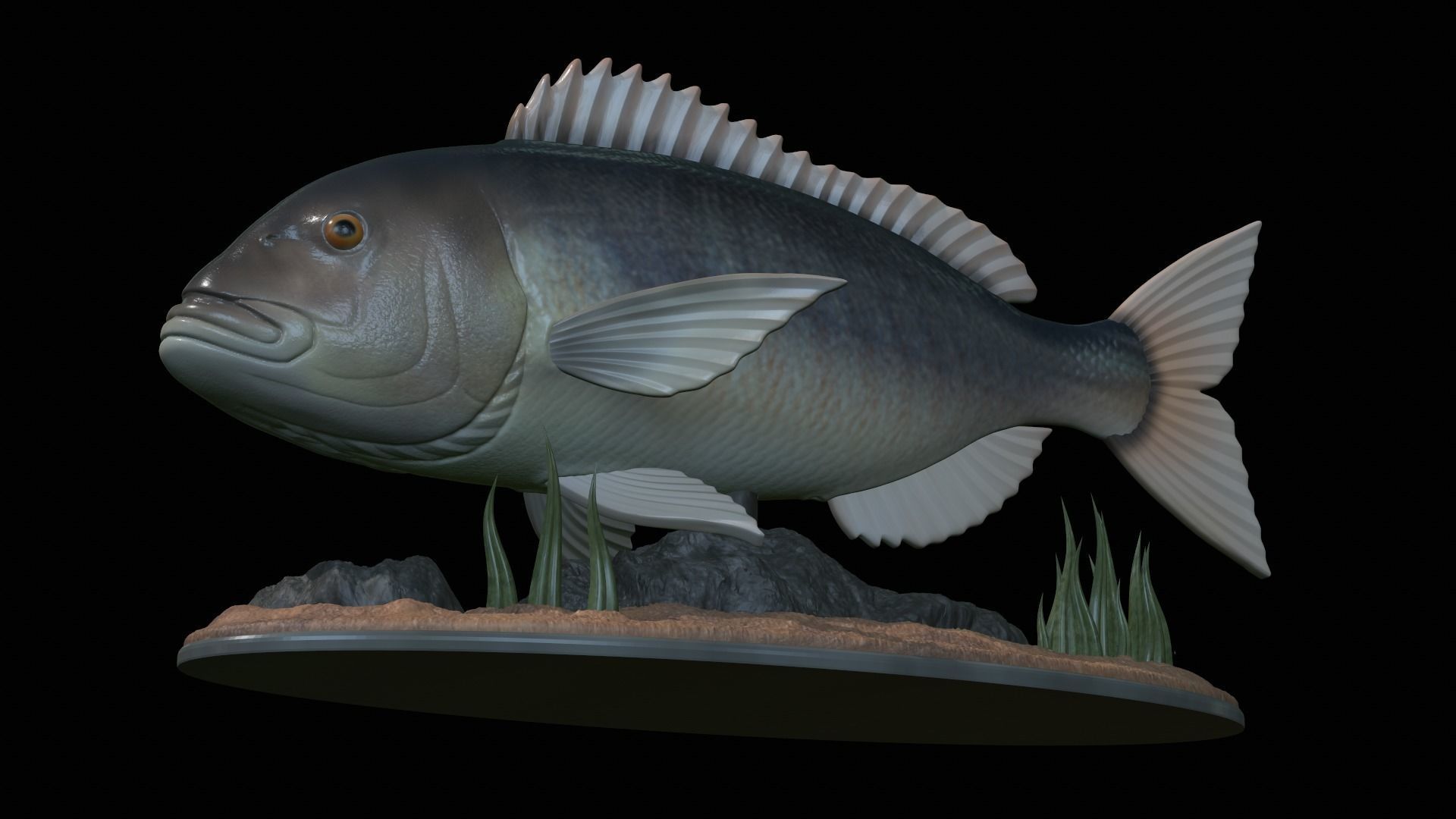 fish Common dentex underwater detailed texture 3D print model_41