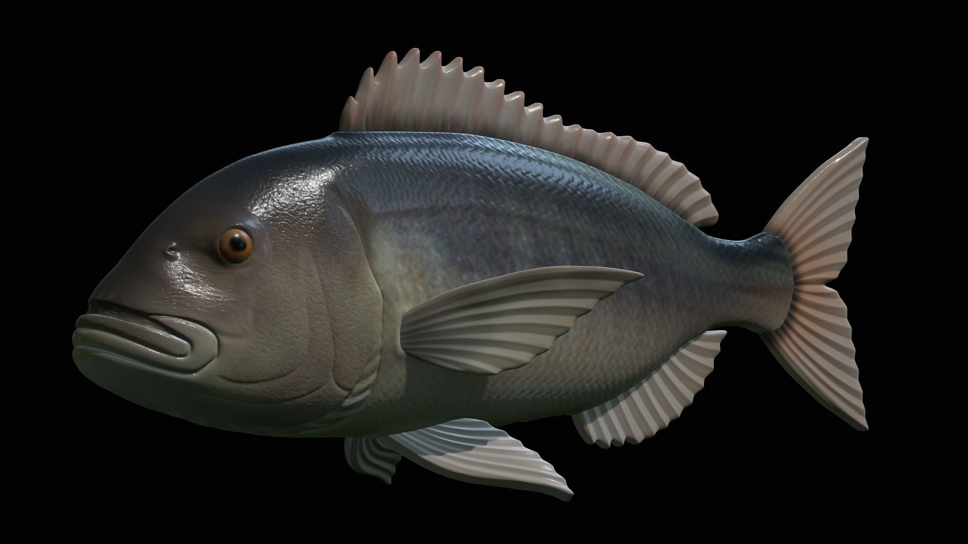 fish Common dentex underwater detailed texture 3D print model_2