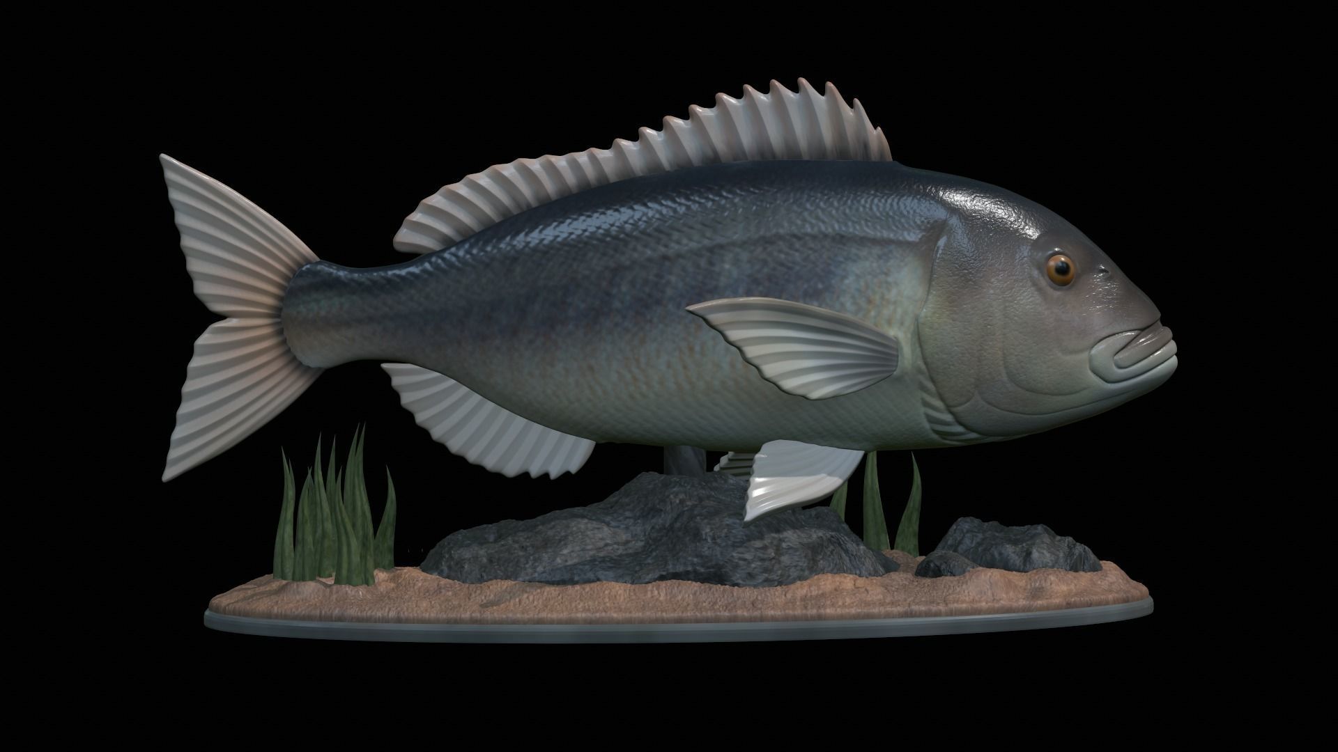 fish Common dentex underwater detailed texture 3D print model_47