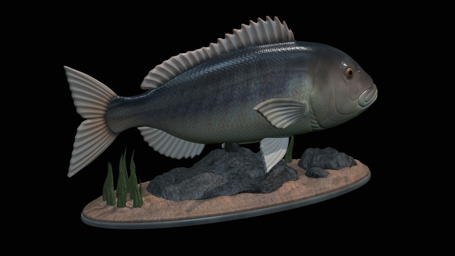 fish Common dentex underwater detailed texture 3D print model_46