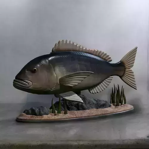 fish Common dentex underwater detailed texture 3D print model