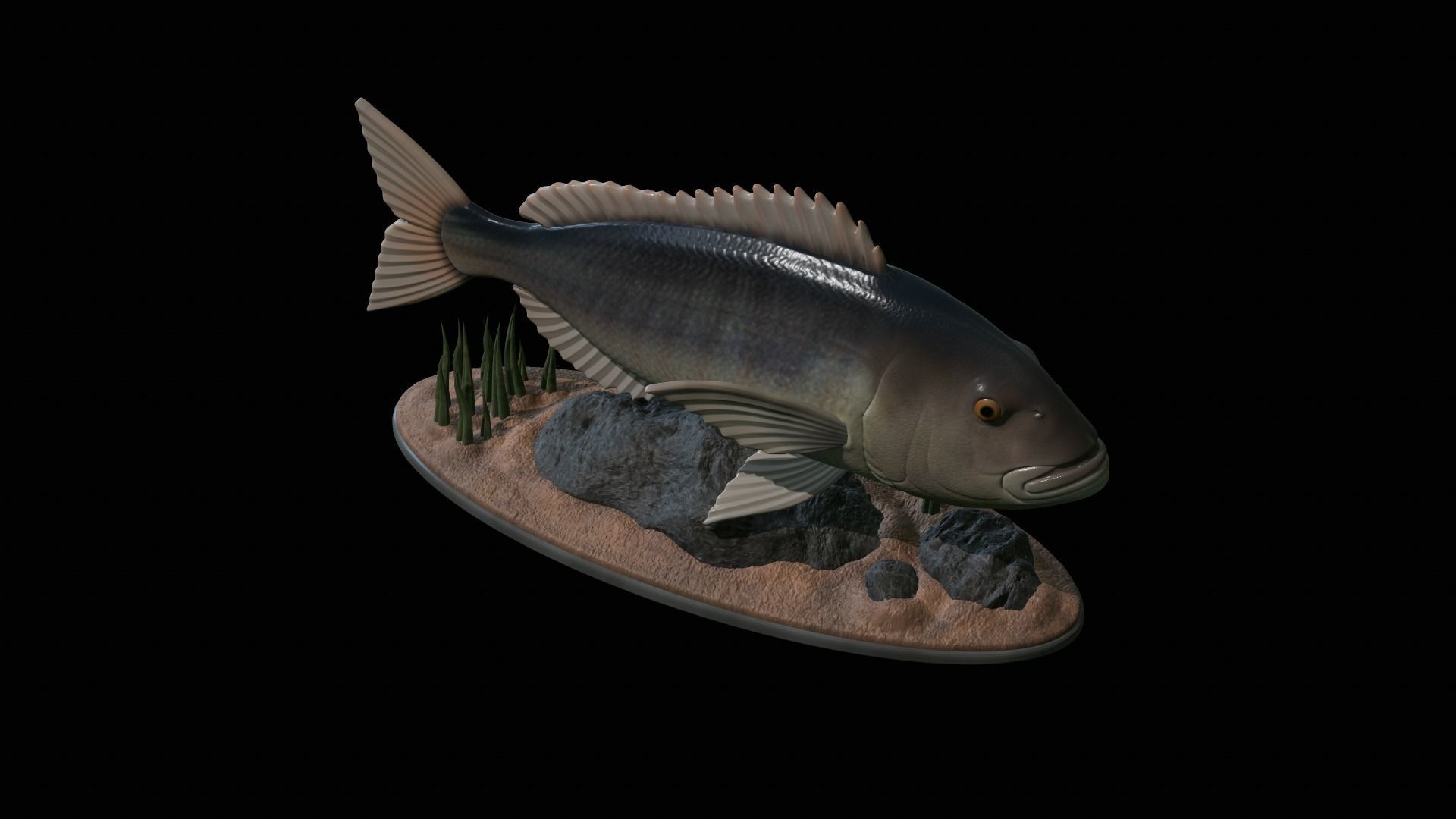 fish Common dentex underwater detailed texture 3D print model_40