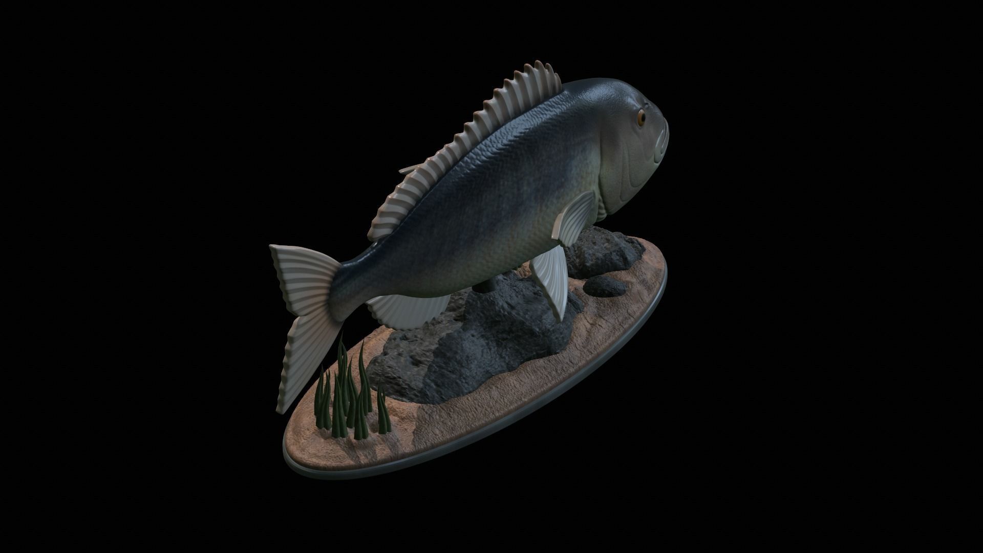 fish Common dentex underwater detailed texture 3D print model_39