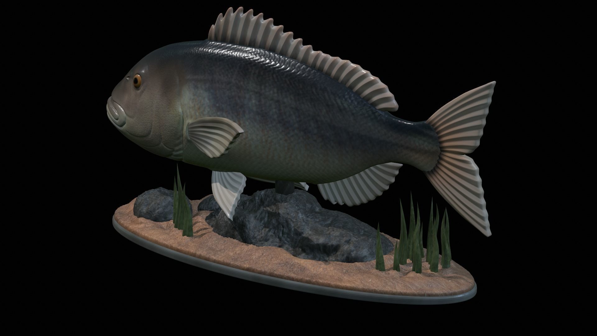 fish Common dentex underwater detailed texture 3D print model_48