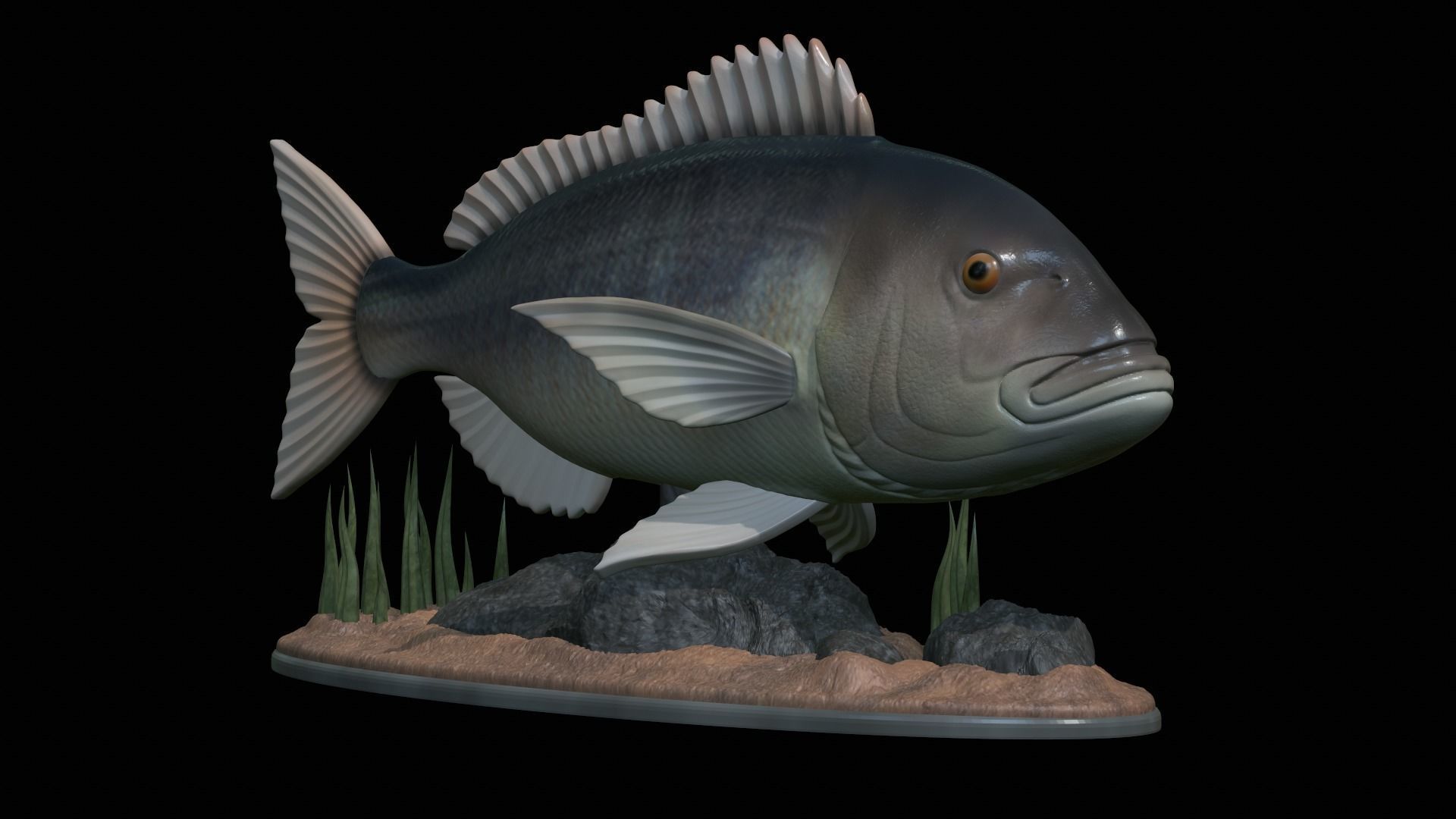 fish Common dentex underwater detailed texture 3D print model_38