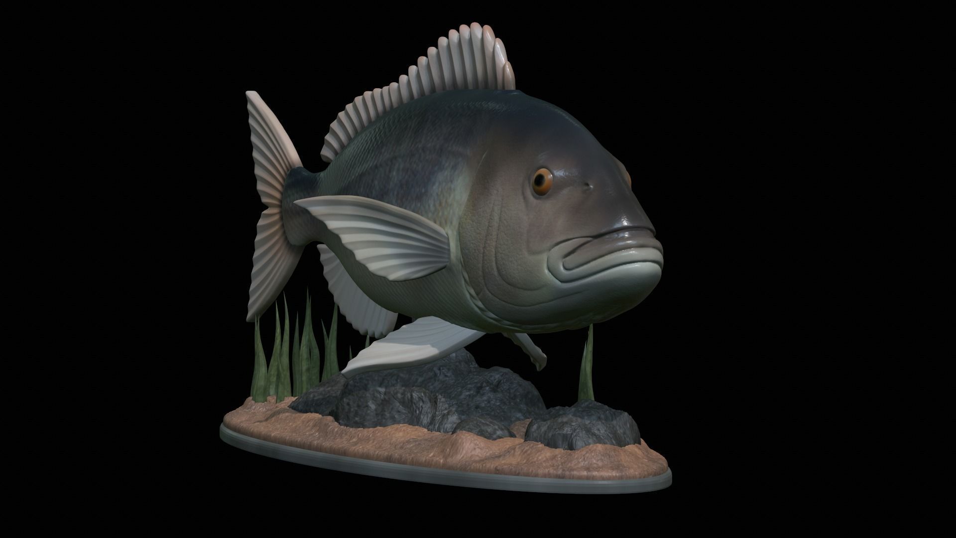 fish Common dentex underwater detailed texture 3D print model_29