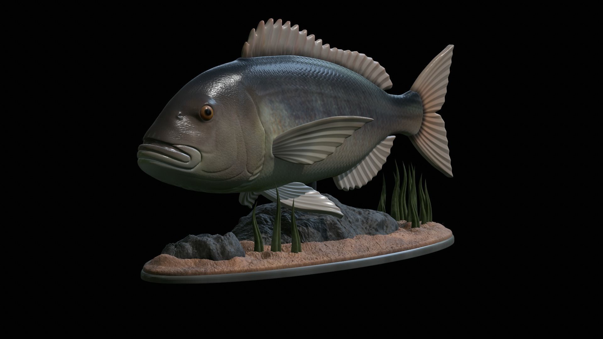 fish Common dentex underwater detailed texture 3D print model_13