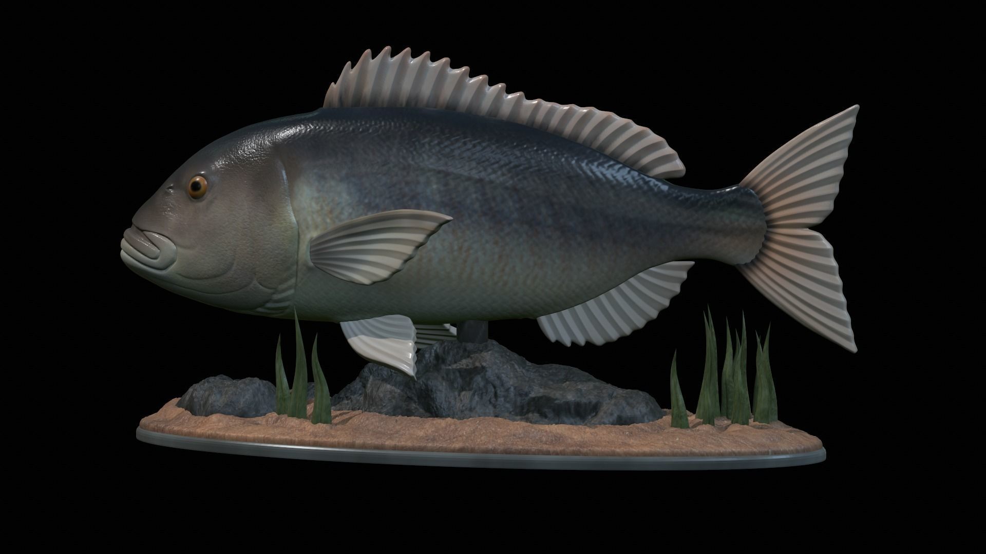 fish Common dentex underwater detailed texture 3D print model_49