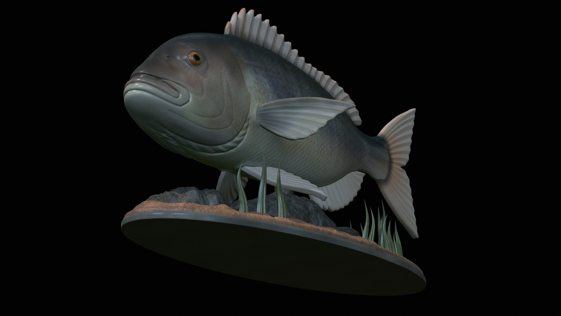 fish Common dentex underwater detailed texture 3D print model_37