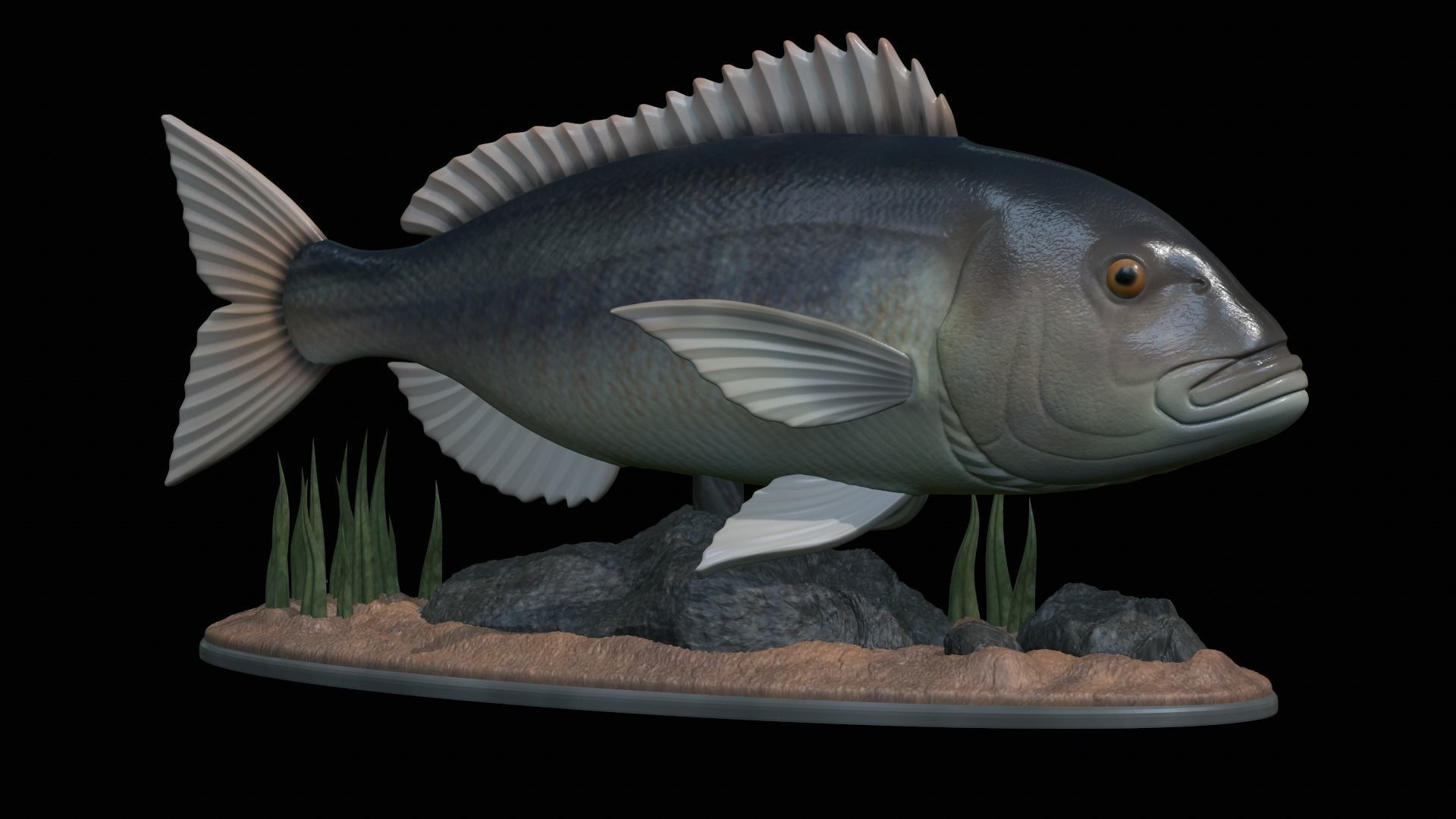 fish Common dentex underwater detailed texture 3D print model_44