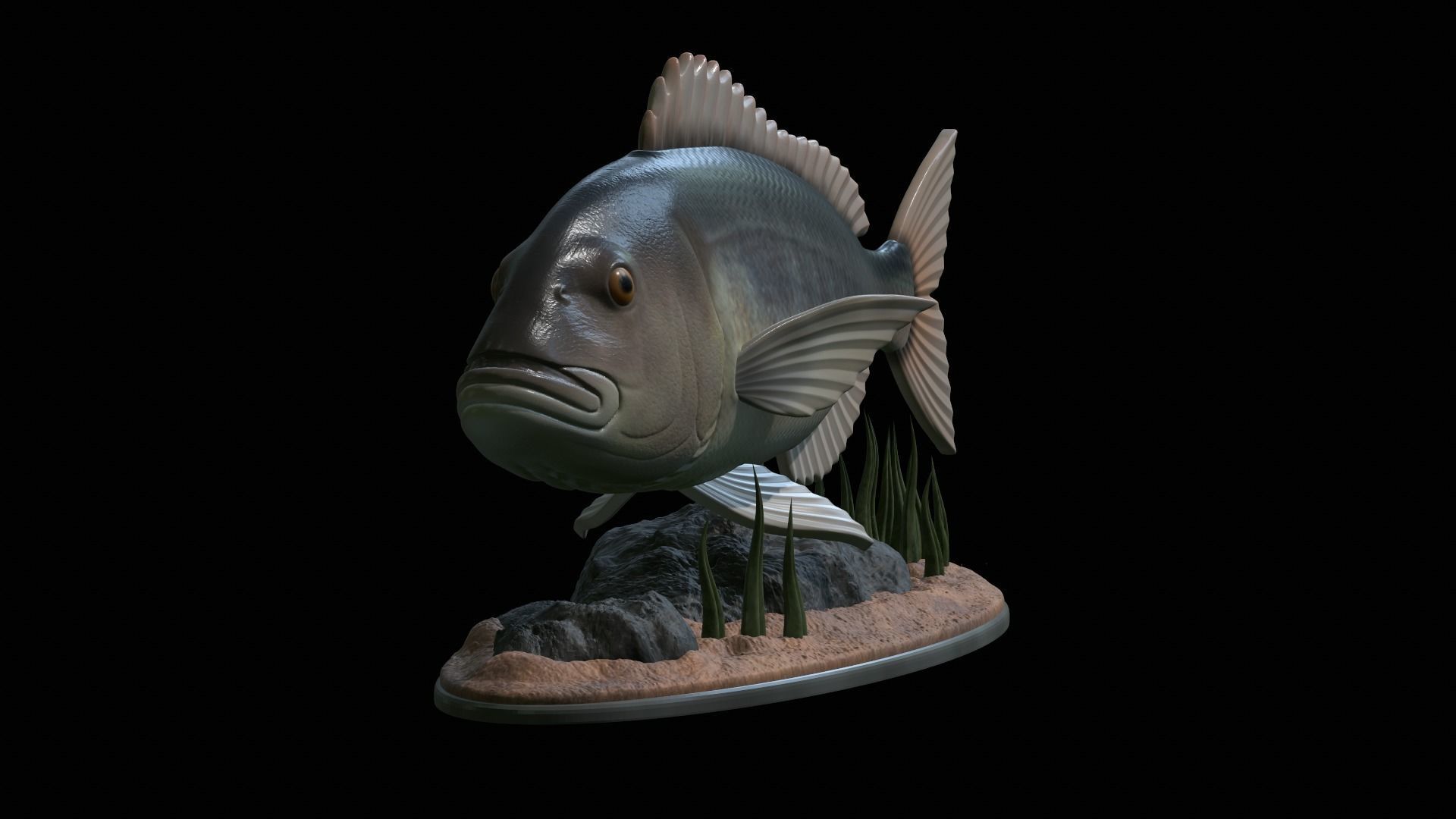 fish Common dentex underwater detailed texture 3D print model_35