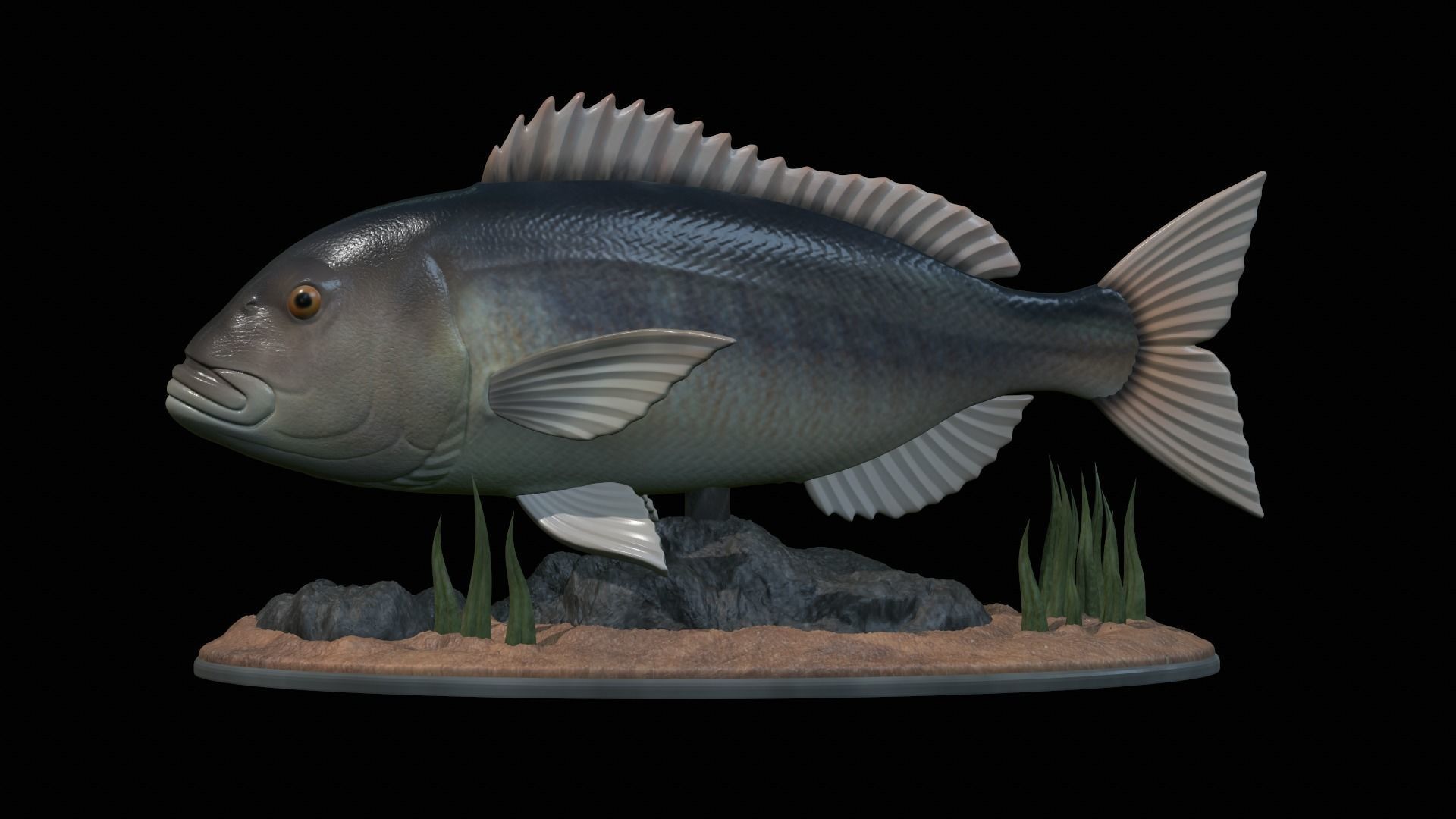 fish Common dentex underwater detailed texture 3D print model_45