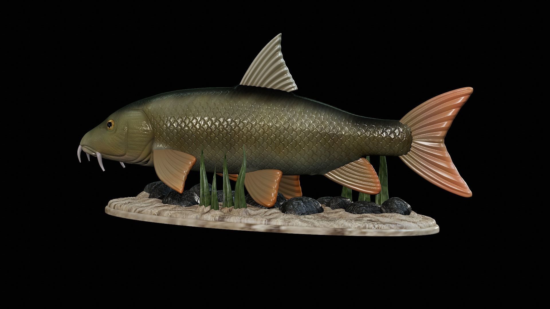 fish Common barbel statue underwater detailed texture 3D print model_8