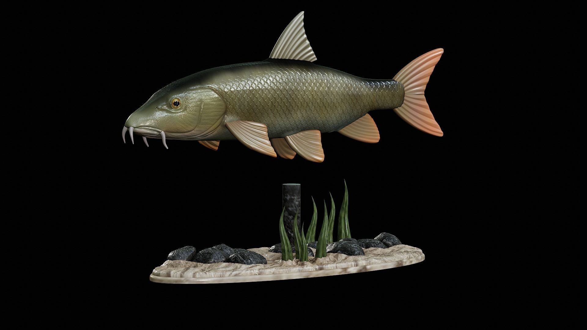 fish Common barbel statue underwater detailed texture 3D print model_2