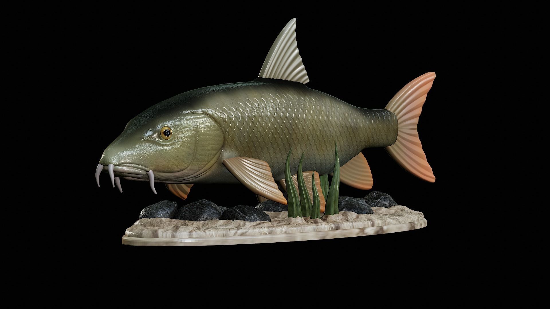 fish Common barbel statue underwater detailed texture 3D print model_14