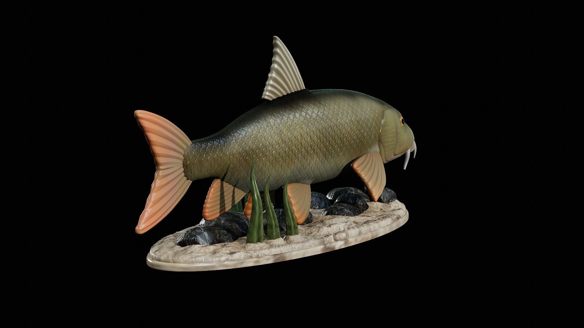 fish Common barbel statue underwater detailed texture 3D print model_5