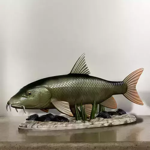 fish Common barbel statue underwater detailed texture 3D print model