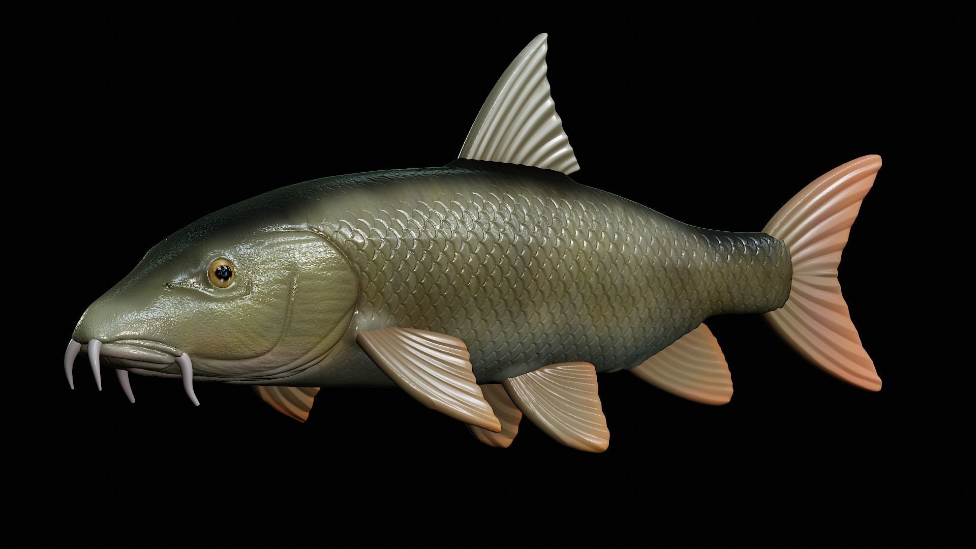 fish Common barbel statue underwater detailed texture 3D print model_3