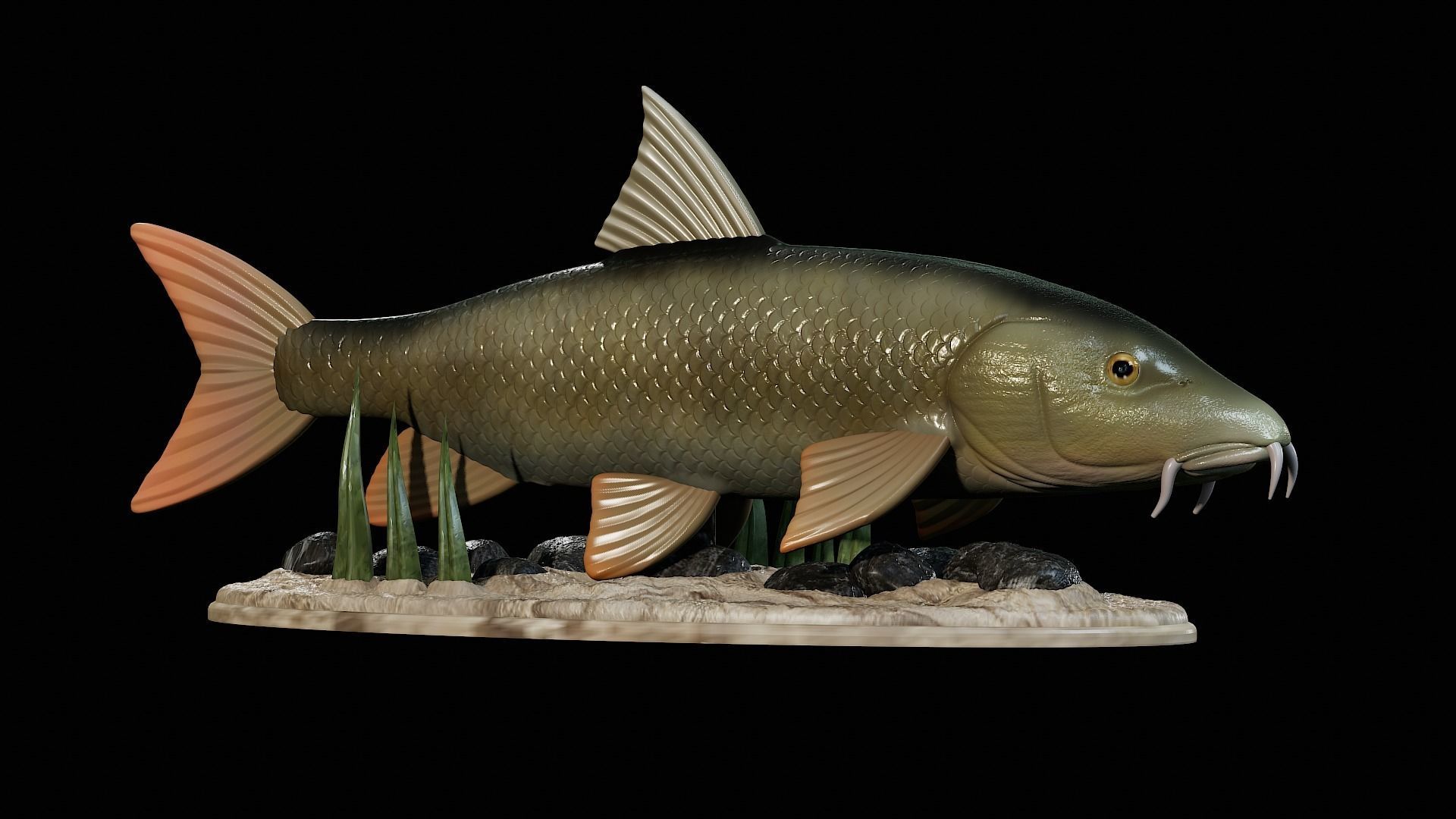 fish Common barbel statue underwater detailed texture 3D print model_43