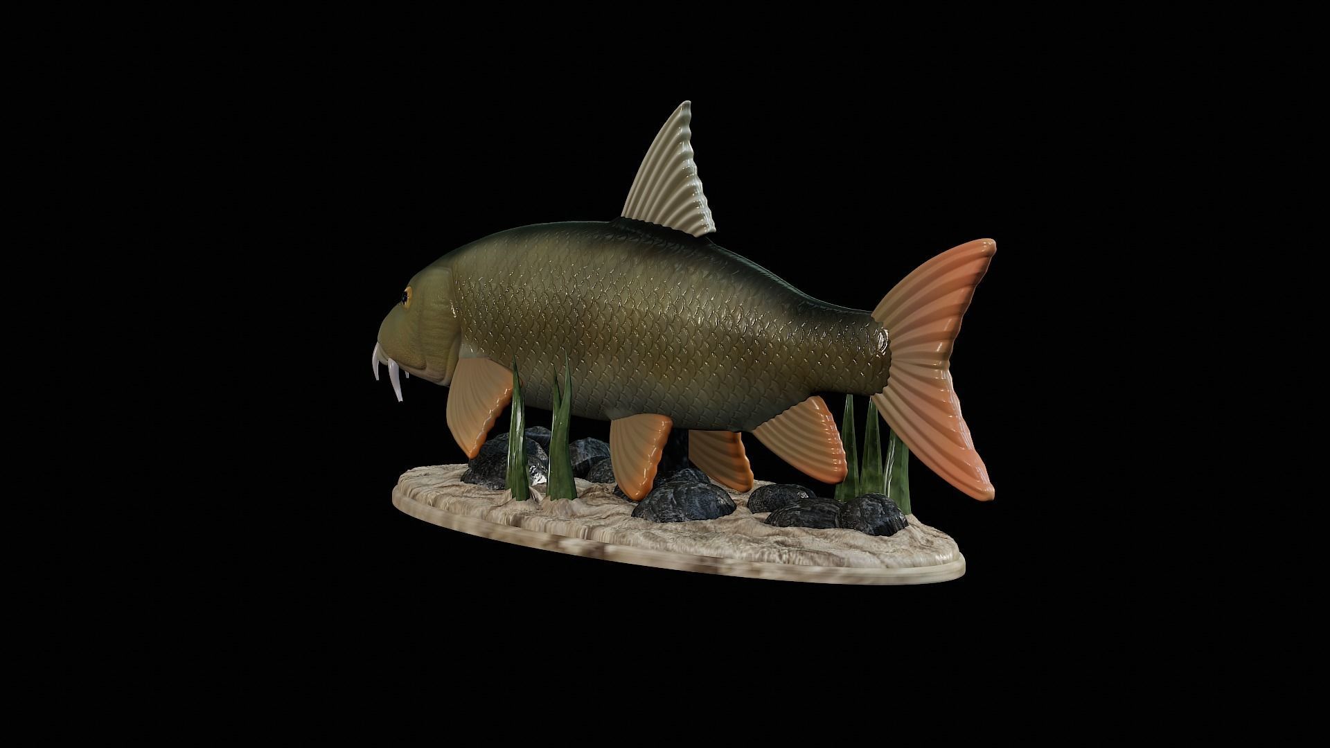 fish Common barbel statue underwater detailed texture 3D print model_7