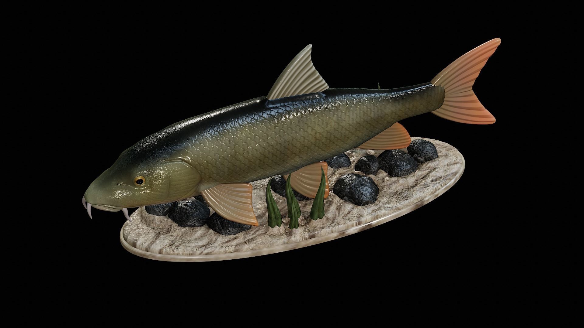 fish Common barbel statue underwater detailed texture 3D print model_10