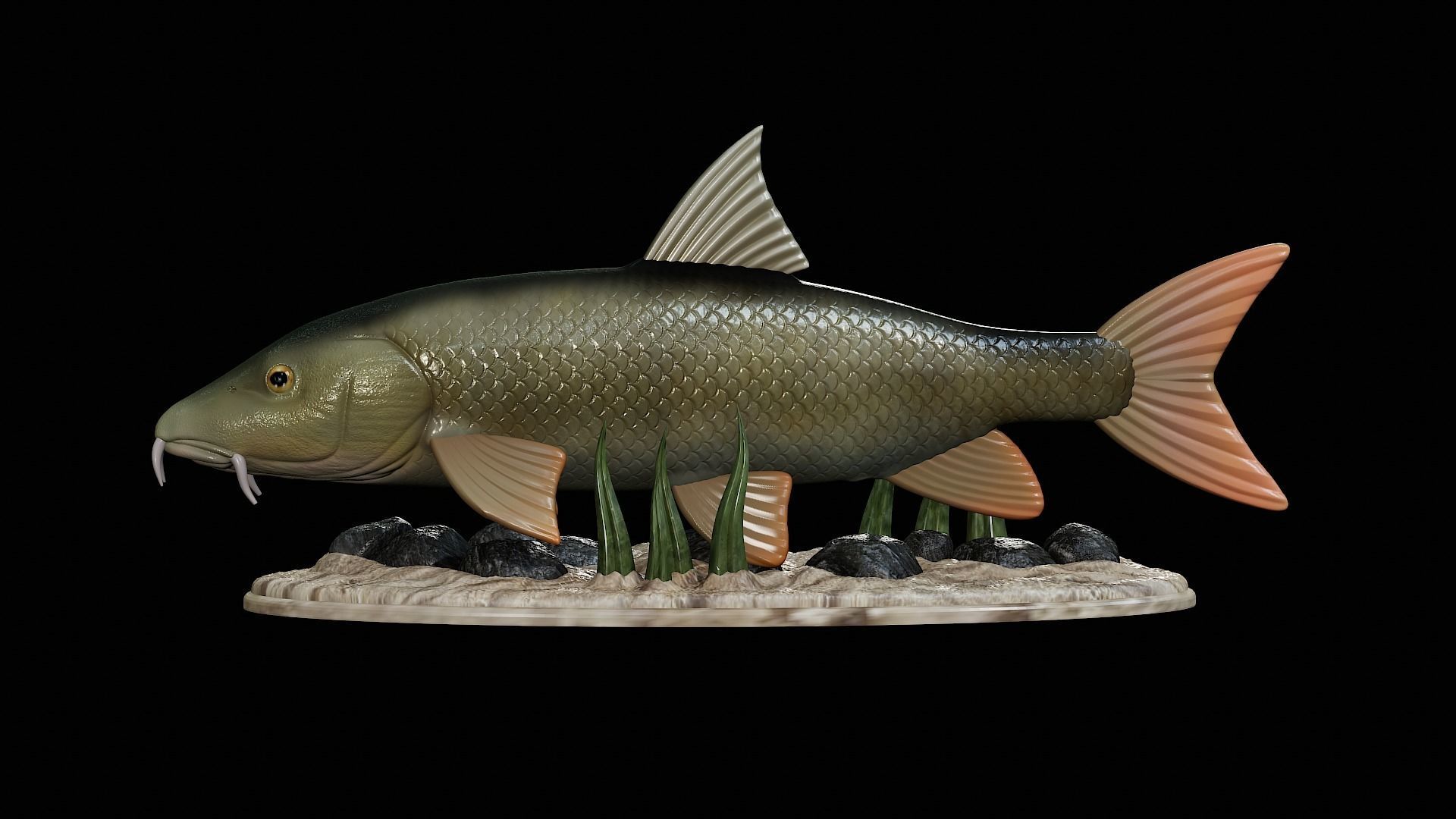 fish Common barbel statue underwater detailed texture 3D print model_9