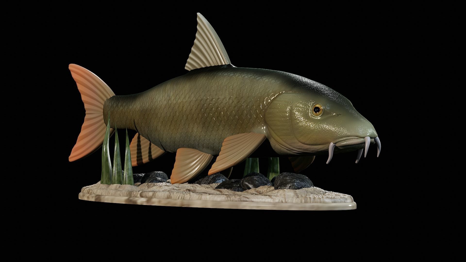fish Common barbel statue underwater detailed texture 3D print model_42