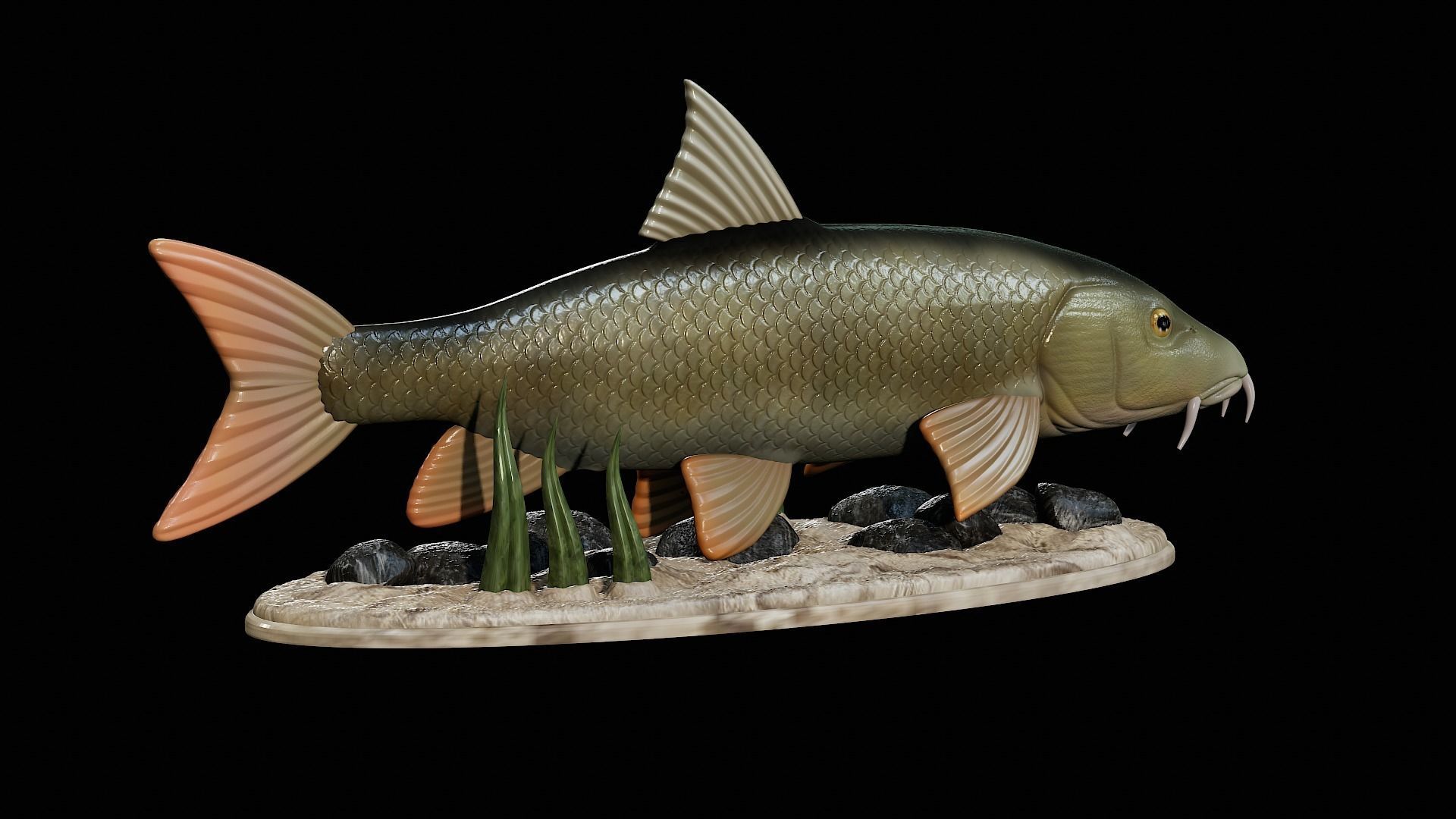 fish Common barbel statue underwater detailed texture 3D print model_16