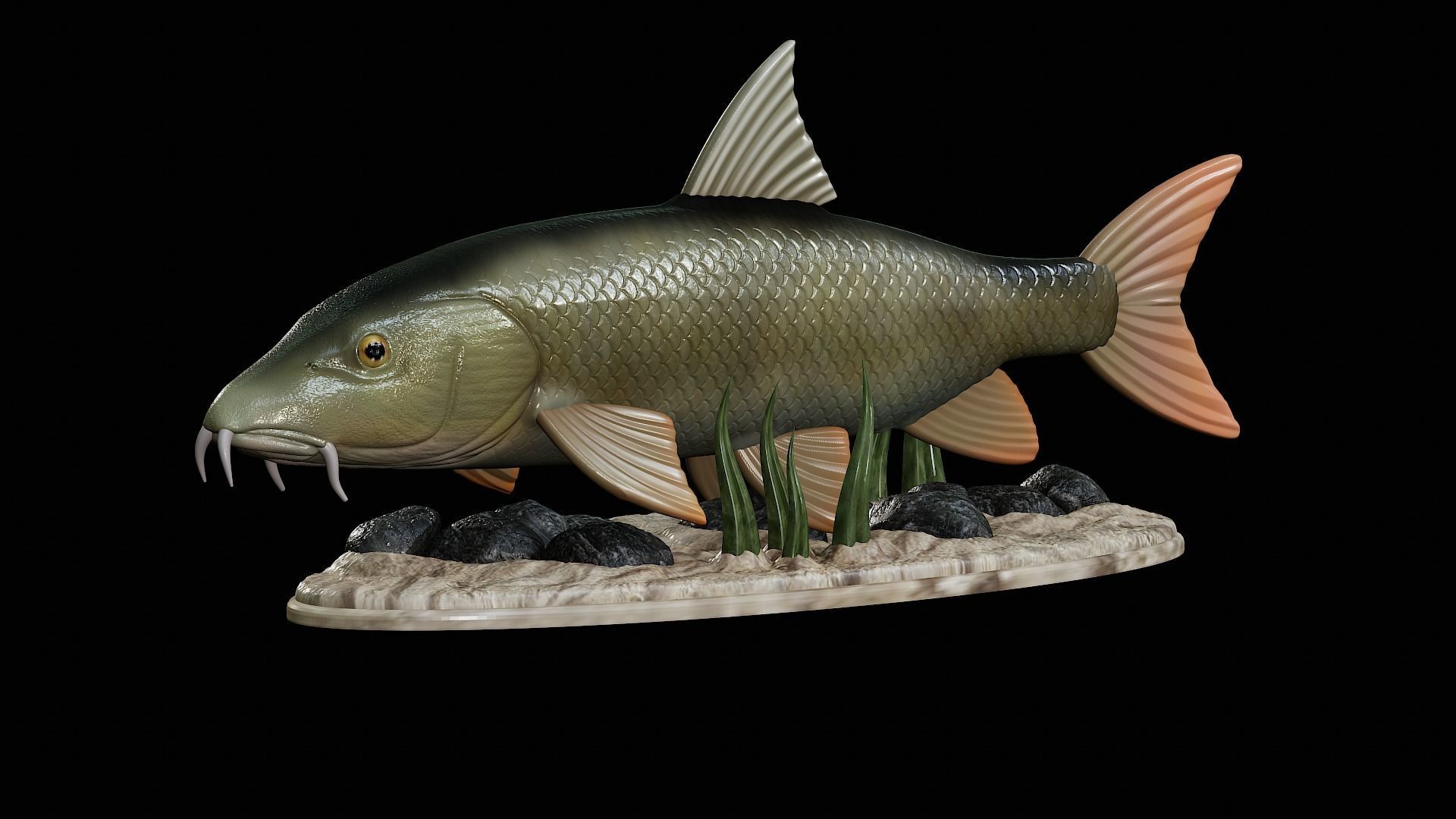 fish Common barbel statue underwater detailed texture 3D print model_45