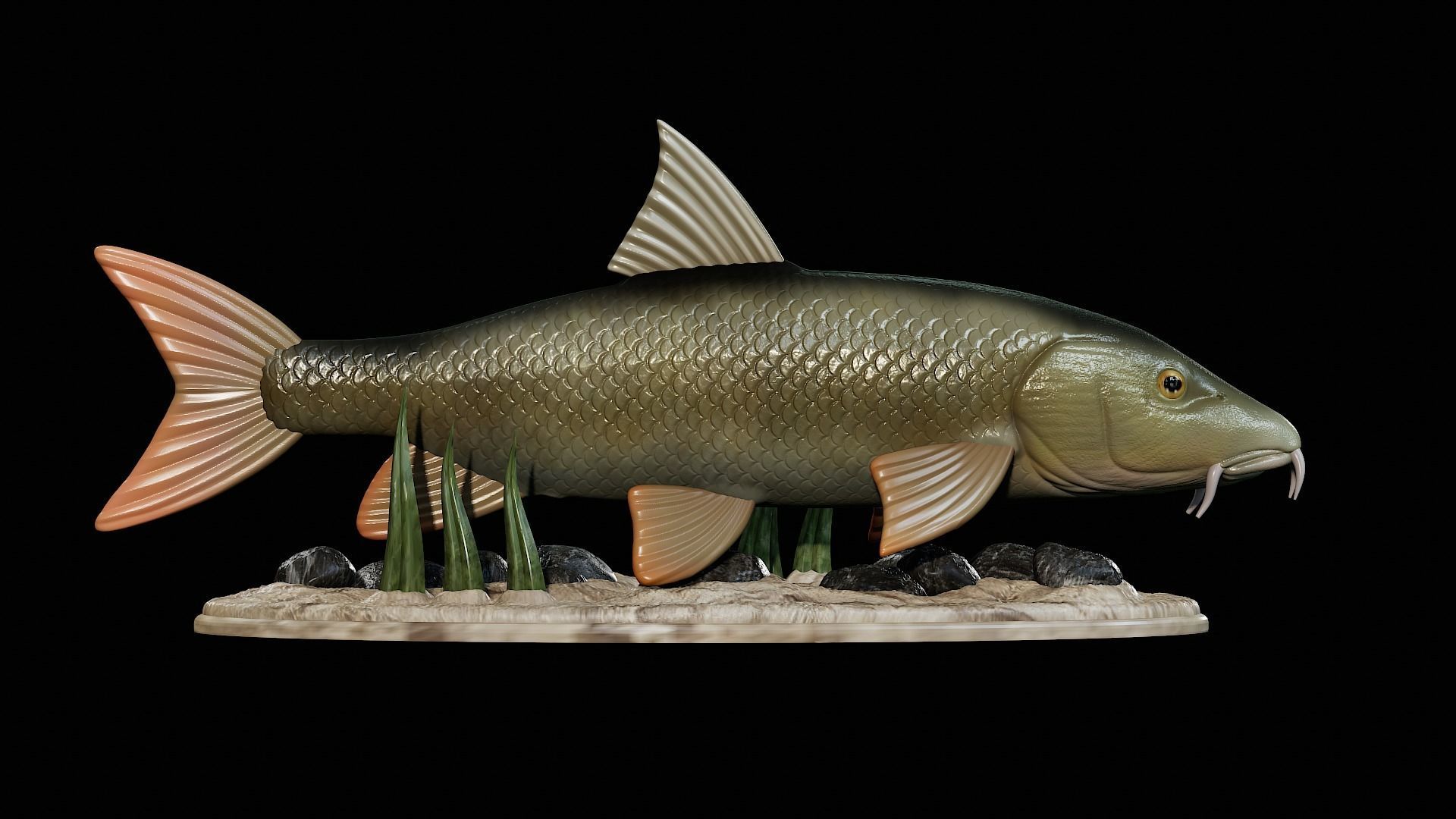 fish Common barbel statue underwater detailed texture 3D print model_44