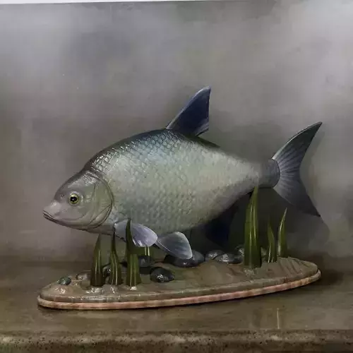 fish Common bream statue underwater detailed texture 3D print model