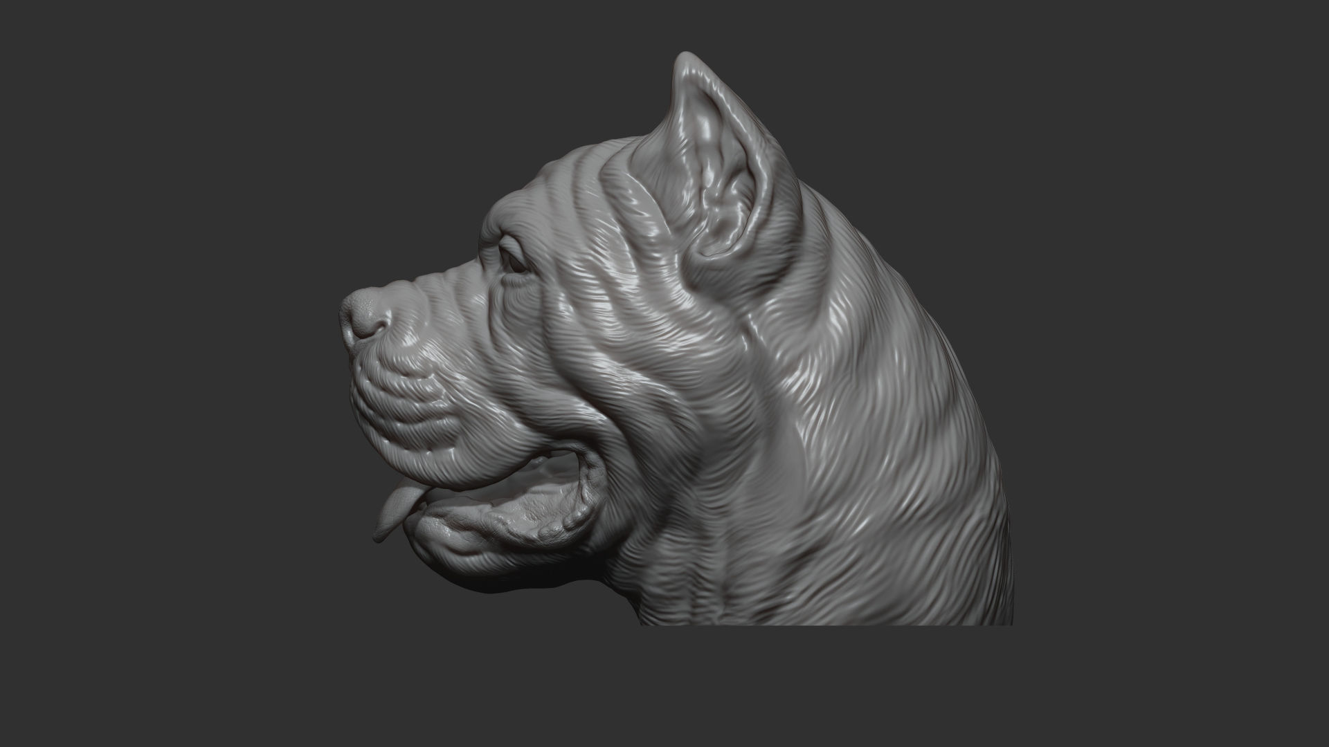 Canne Corso bust version 1 3D print model_9