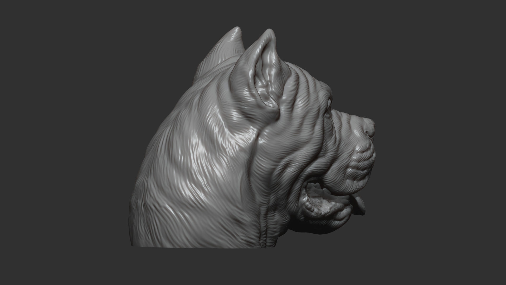 Canne Corso bust version 1 3D print model_11
