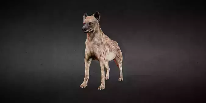 Hyena Spotted Animated PBR Low-poly 3D model